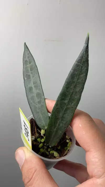 plant/3481 Hypolasia (long leaf form)-0-thumbnail