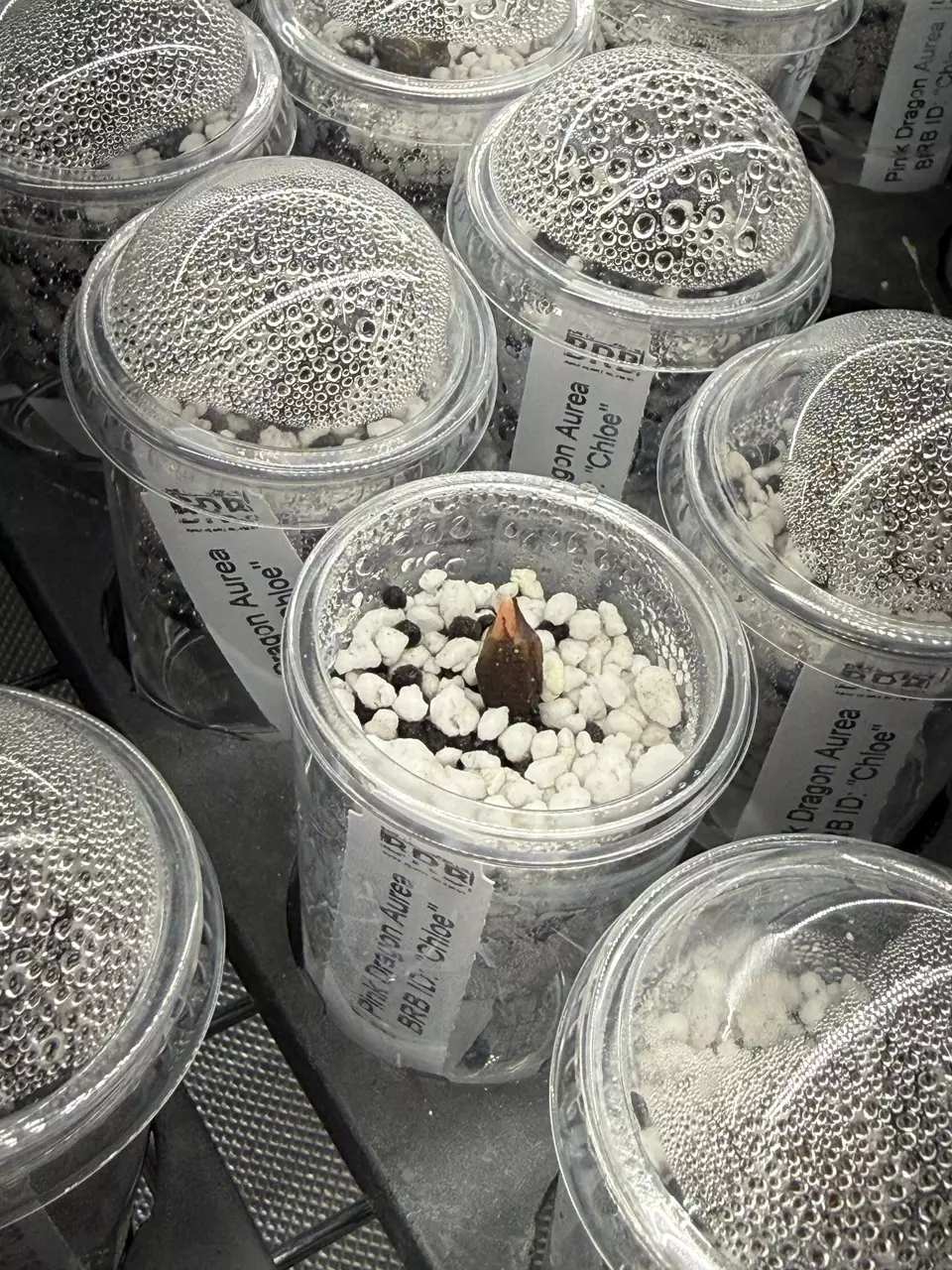 plant/Alocasia Pink Dragon ‘Chloe’ corm *Growers choice*-0