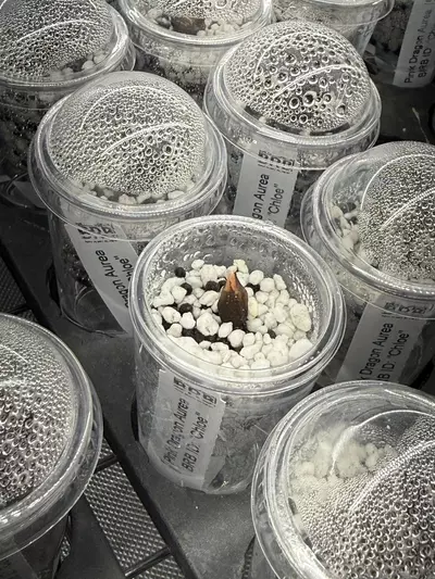 plant/Alocasia Pink Dragon ‘Chloe’ corm *Growers choice*-0-thumbnail