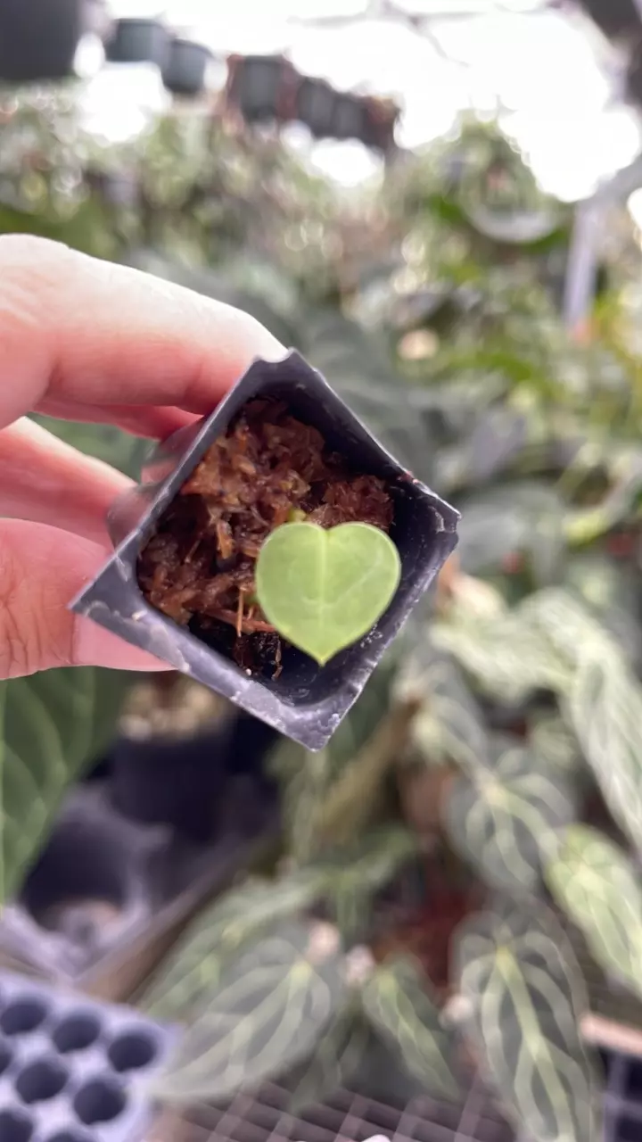 plant/R101 Queen of Hearts Doc f2 #1 x BWM-0