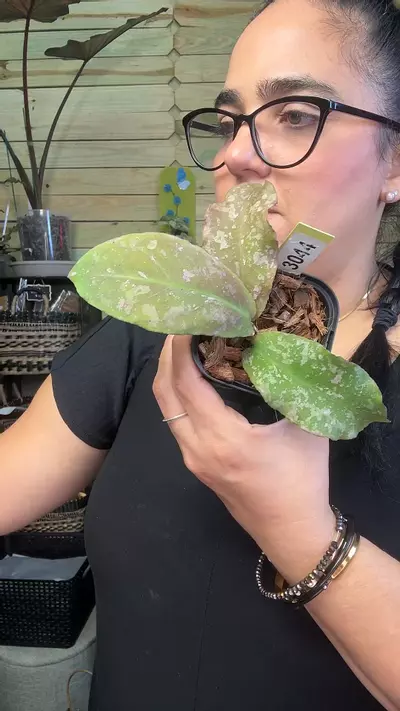 plant/3044 undulata red-0-thumbnail