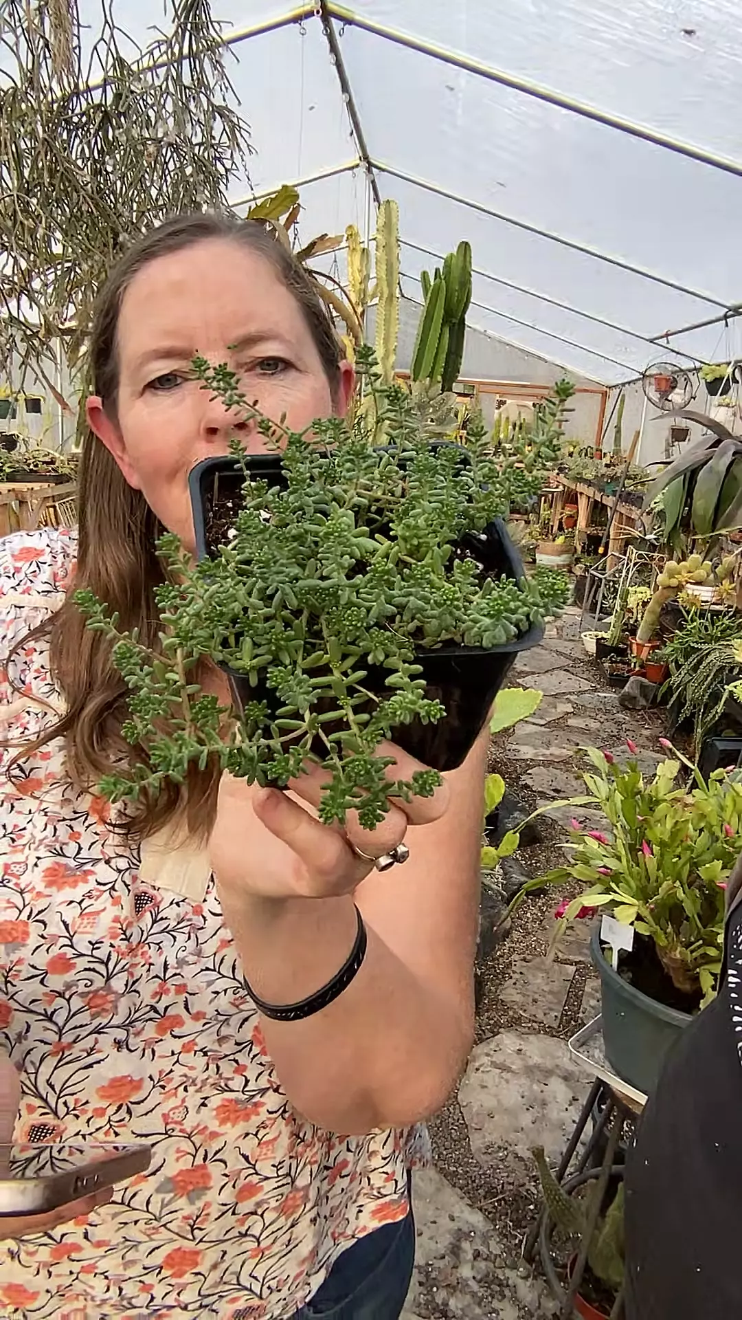 plant/Sedum Baby Tears Hardy 5”-0