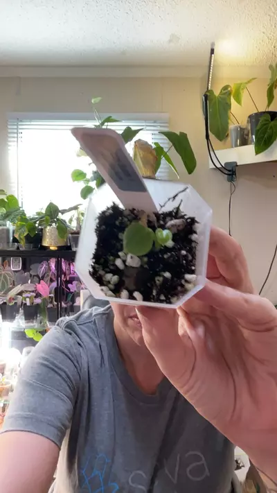 plant/#0196 Izzy Batch-0-thumbnail