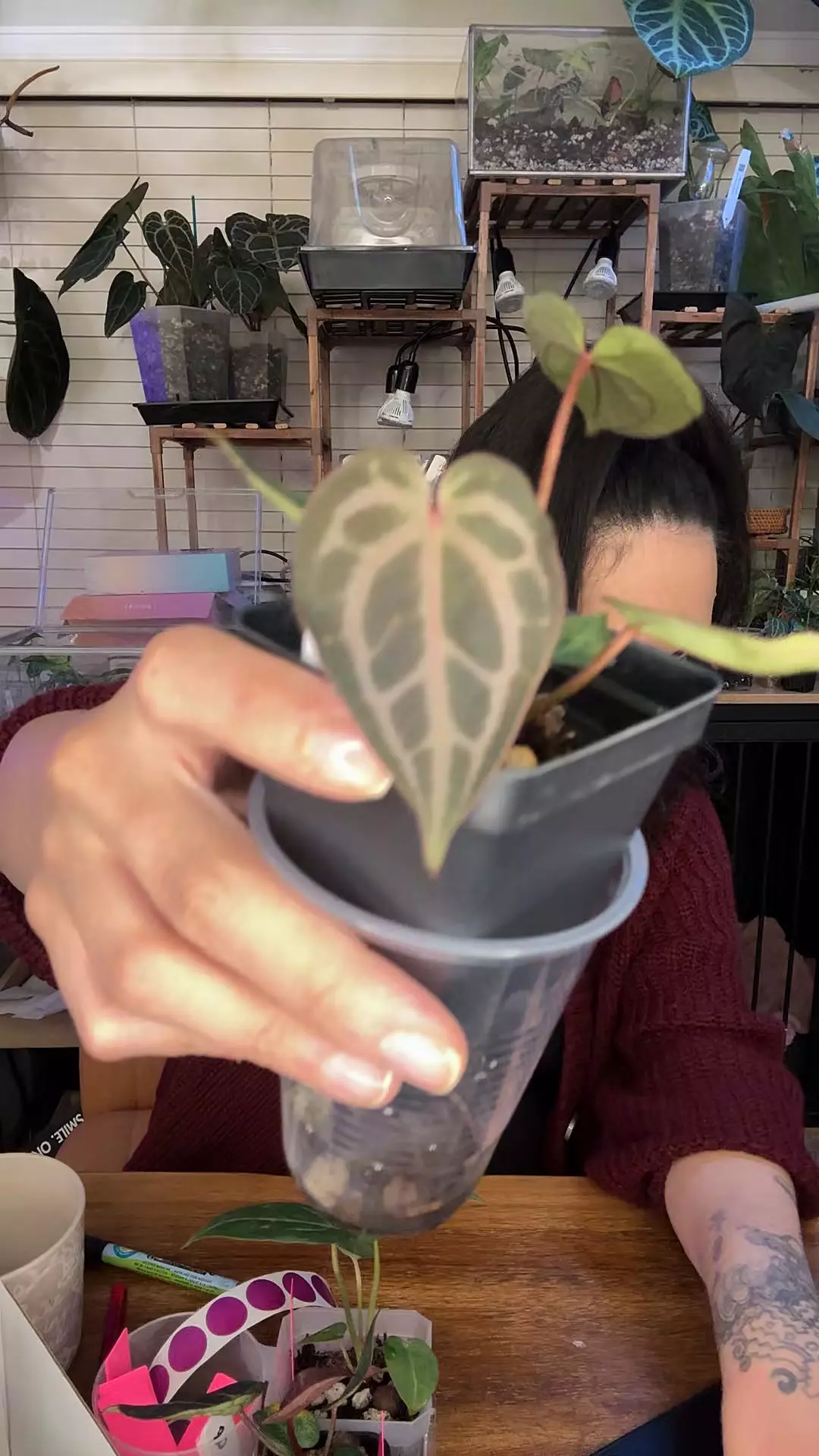 plant/A9 NSE Red Crystal x RC SLG Silver Werewolf- Holdback-0