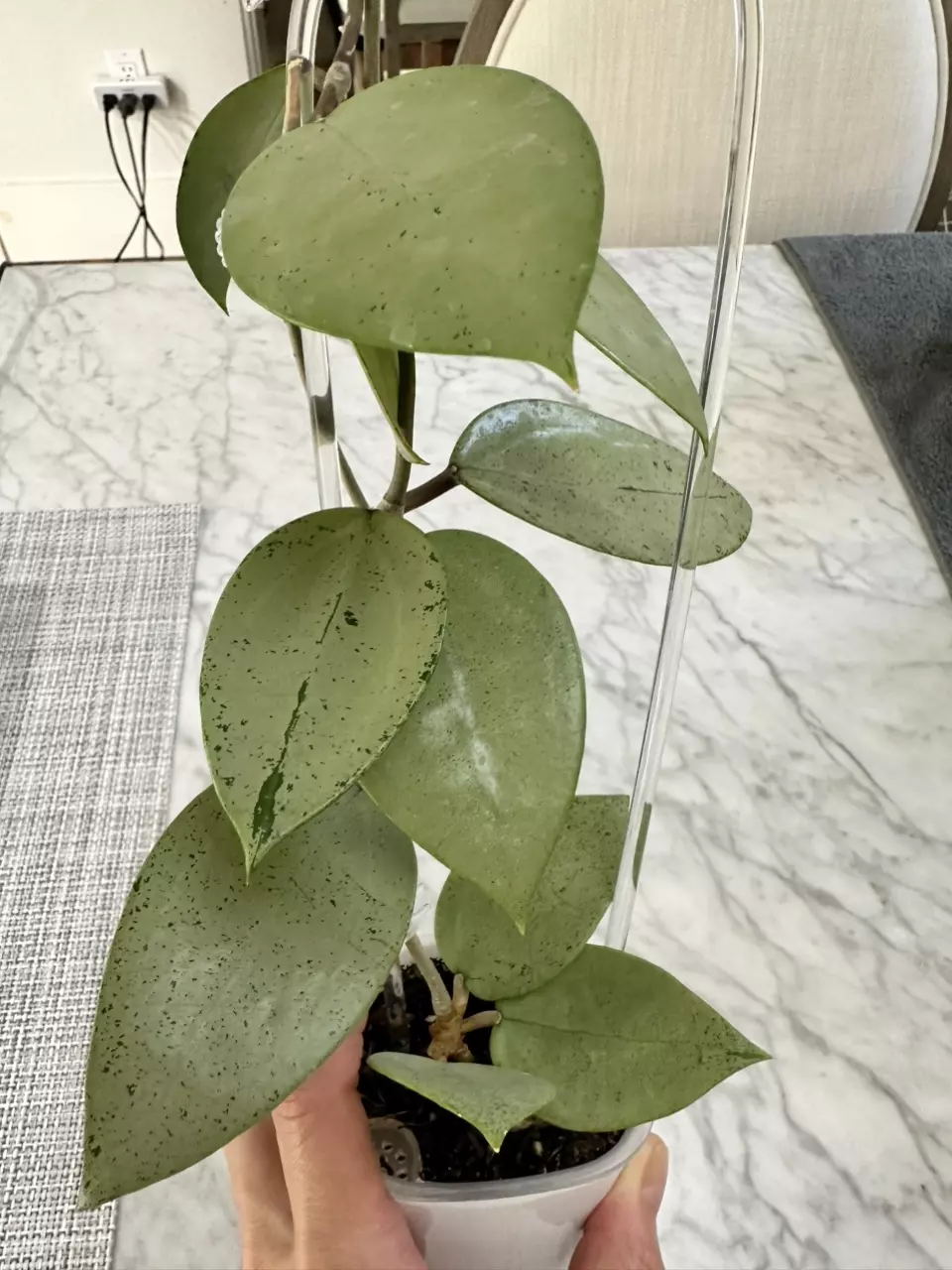 plant/0191 Hoya verticillata heart leaf silver-0