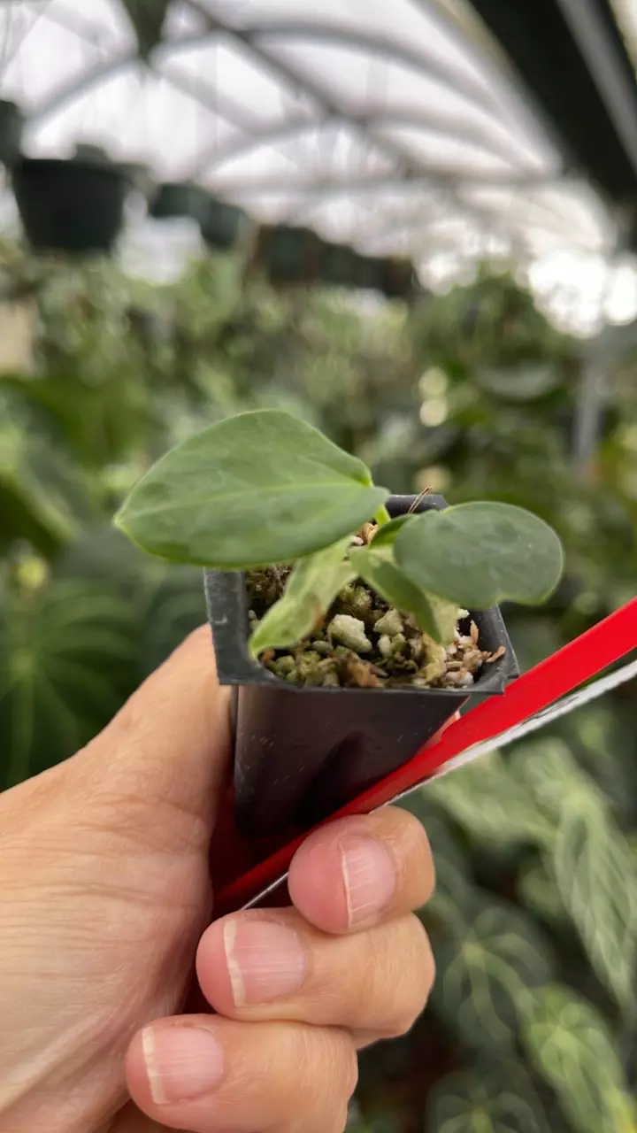 plant/R102 Blue Velvet #2 x Port Dorito-0