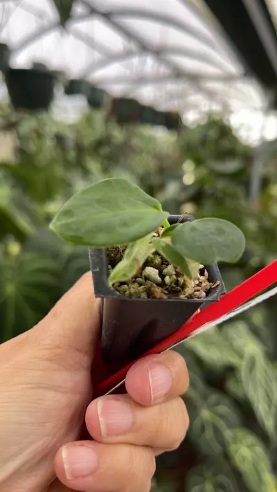 plant/R102 Blue Velvet #2 x Port Dorito-0-thumbnail