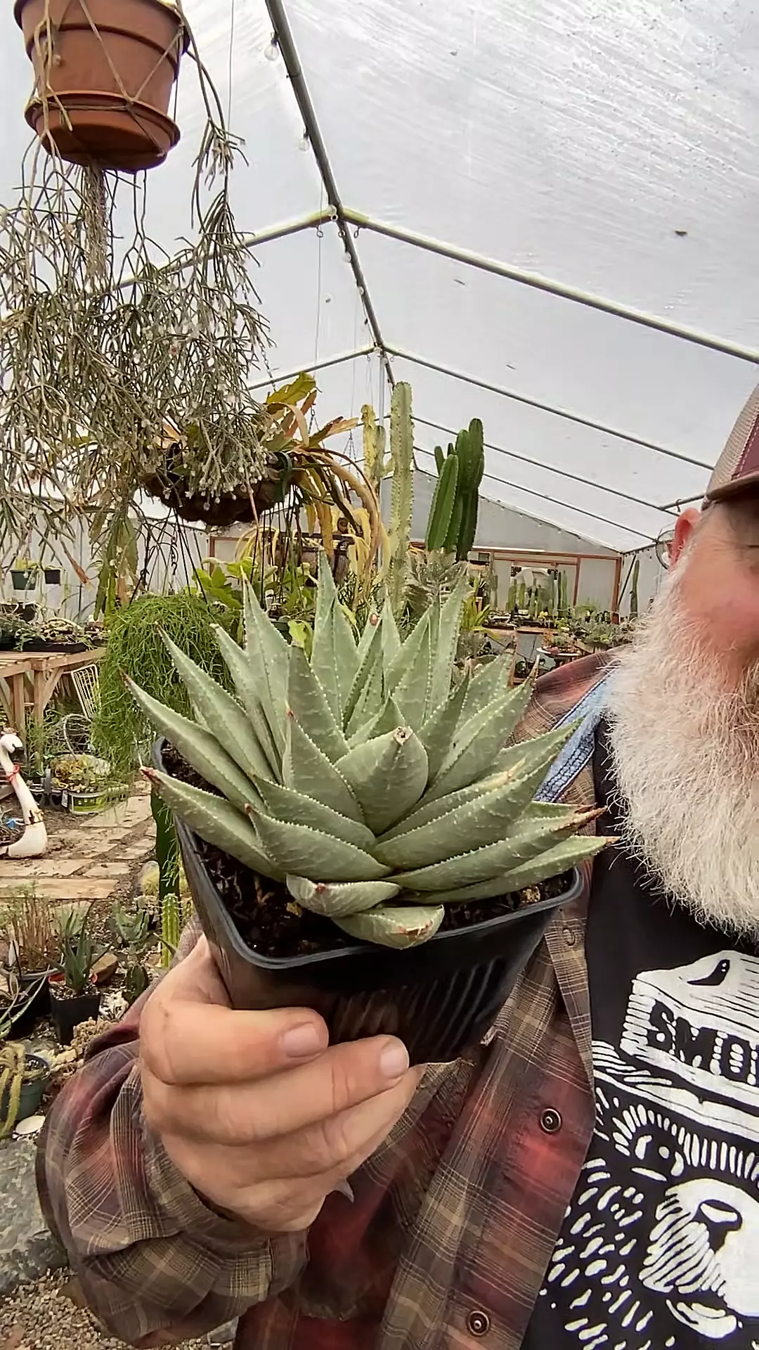 plant/Haworthia Savannah 5”-0