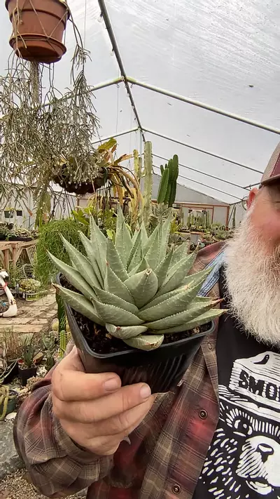 plant/Haworthia Savannah 5”-0-thumbnail