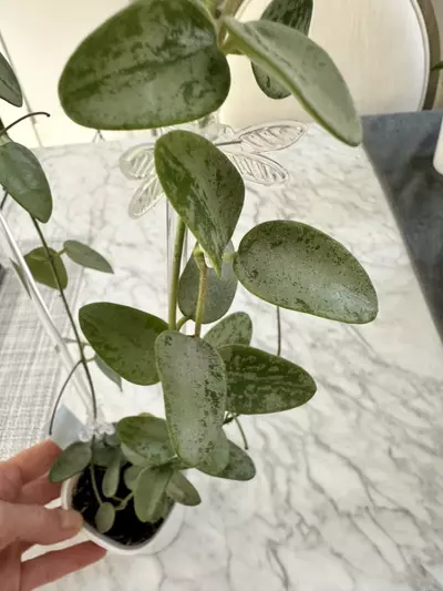 plant/0467 Hoya lima silver-2-thumbnail