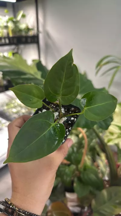 plant/3694 A. Red Mag x Blue Pap (my cross)-0-thumbnail