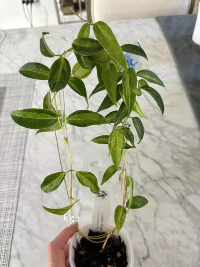 plant/0460 Hoya dennisii ‘Frida’-0-thumbnail