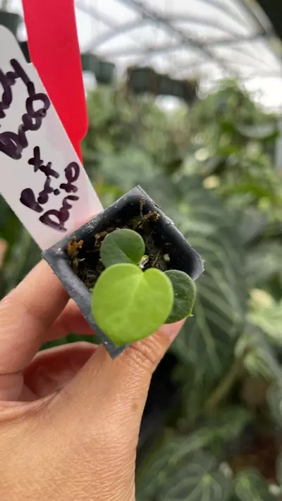 plant/R89 Windy Dress x Port Dorito-0-thumbnail