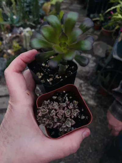 plant/Aeonium Duo 2”-0-thumbnail