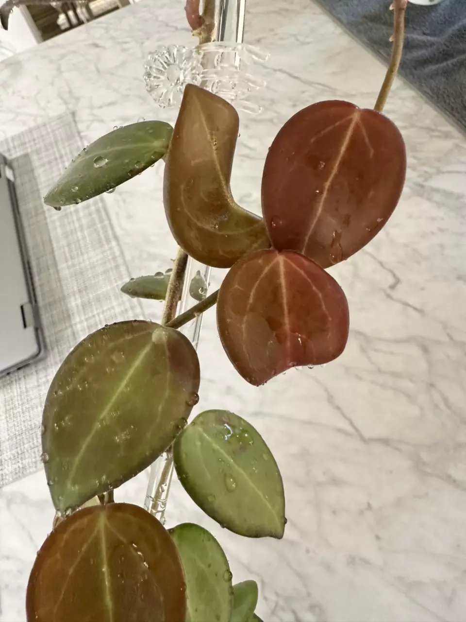 plant/0459 Hoya ‘Aramelon’ (UPT012)-5