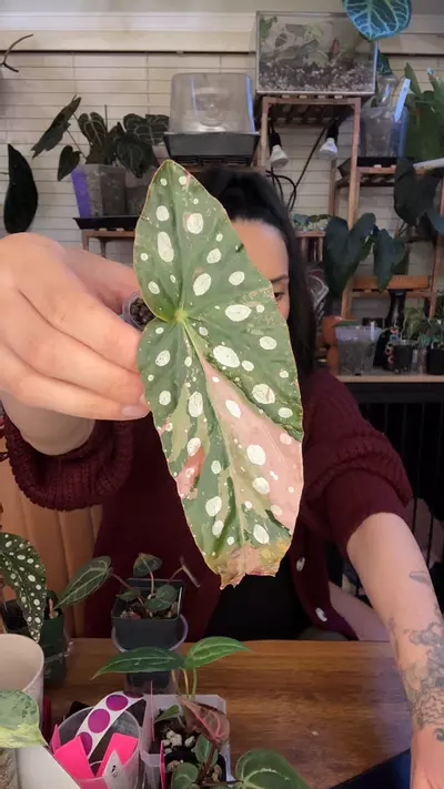 plant/B1 Pink Maculata rooted-0-thumbnail