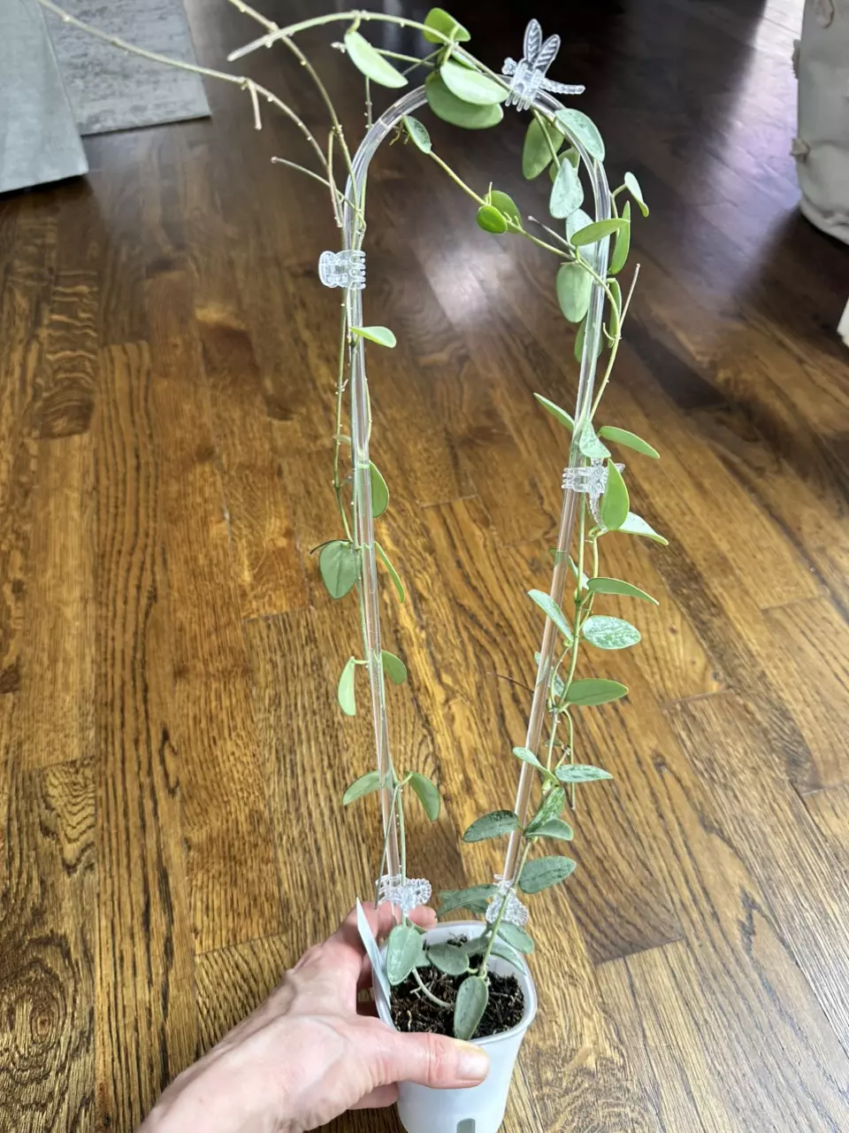 plant/0467 Hoya lima silver-0