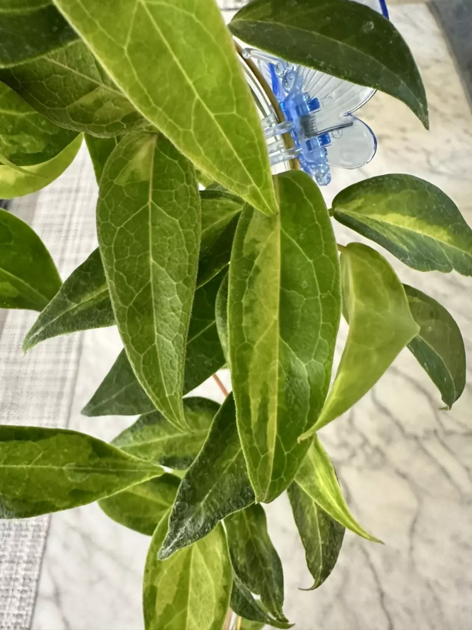 plant/0460 Hoya dennisii ‘Frida’-1