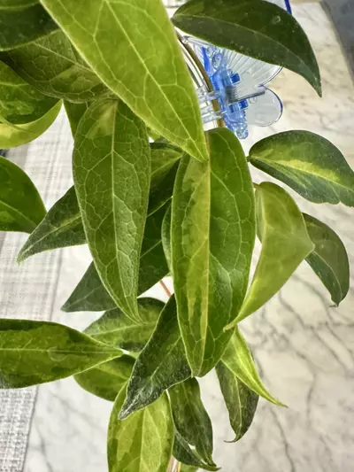 plant/0460 Hoya dennisii ‘Frida’-1-thumbnail