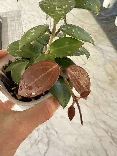 plant/0459 Hoya ‘Aramelon’ (UPT012)-2-thumbnail