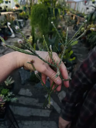 plant/Rhipsalis Pilocarpa cutting-0-thumbnail