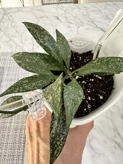 plant/0464 Hoya parviflora ‘Tala’ (UPT006)-1-thumbnail