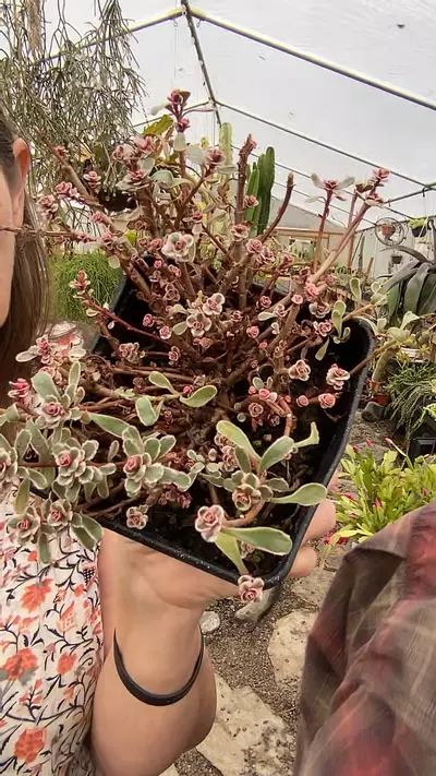 plant/Sedum Tricolor Variegated Hardy 5”-0-thumbnail