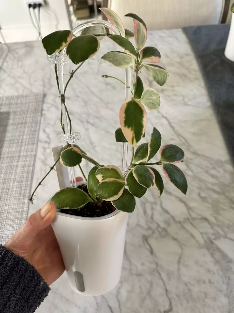 plant/0461 Hoya incurvula ‘Palta’-0