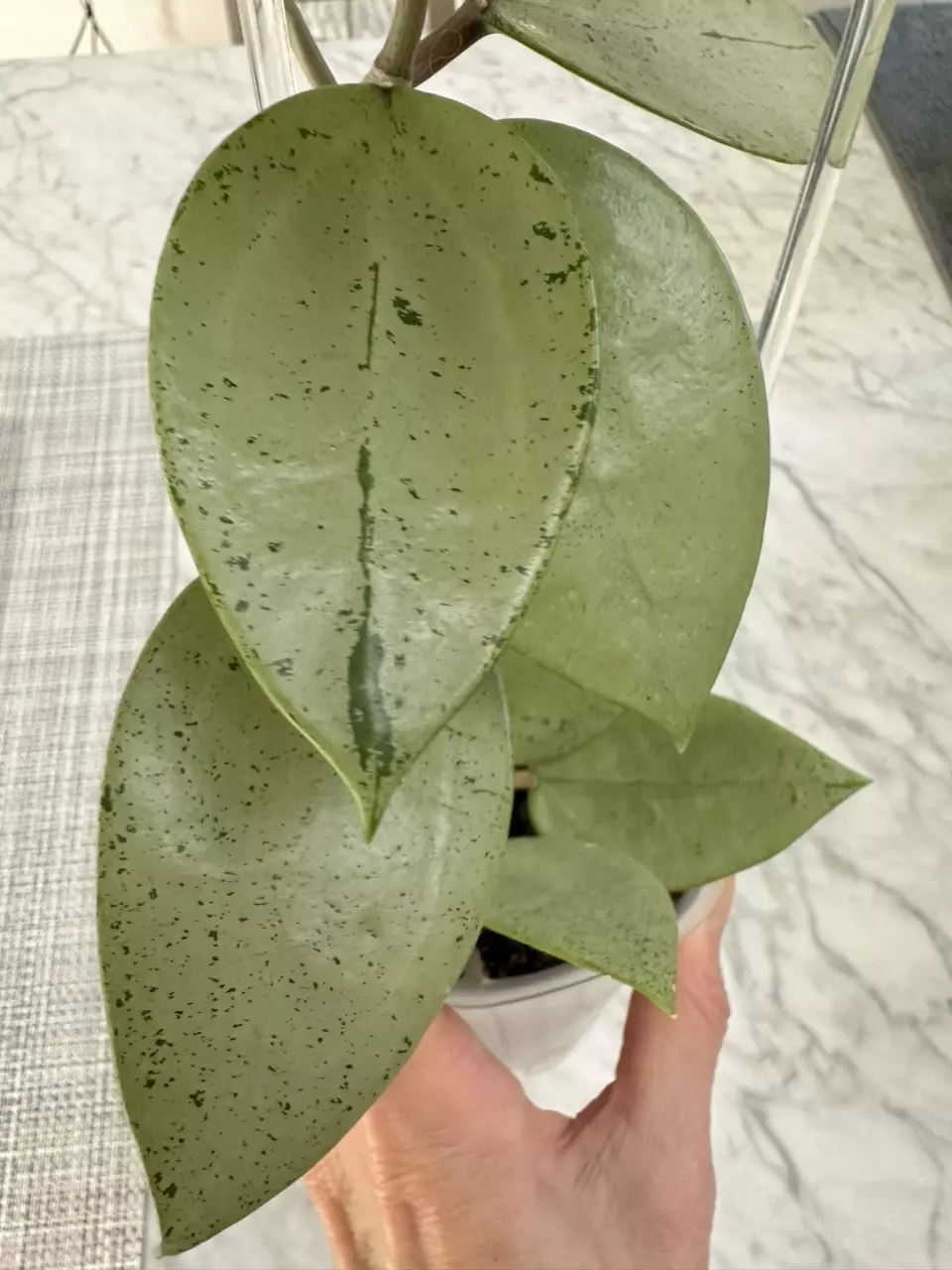 plant/0191 Hoya verticillata heart leaf silver-2