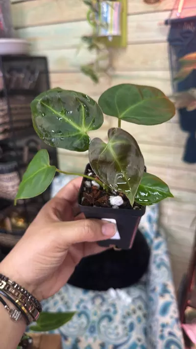 plant/3714 A. Red Mag x Blue Pap (my cross)-0-thumbnail