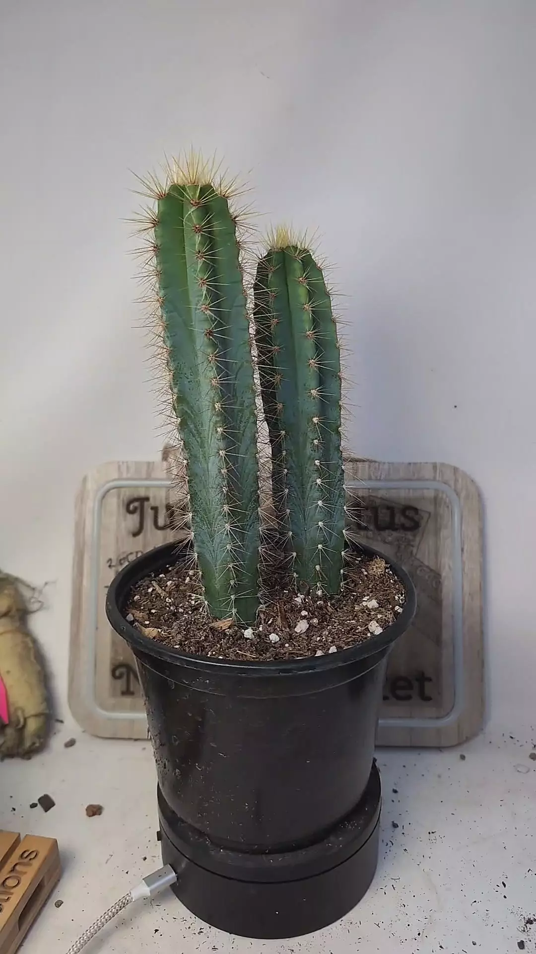 plant/j351 pilosocereus azureus, 2 plants, 6" pot-0