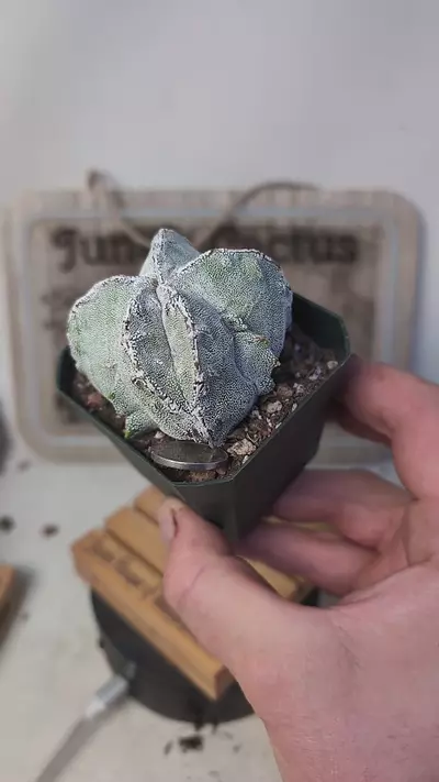 plant/j359 funky Rib Astro myrio 2.75" pot-0-thumbnail