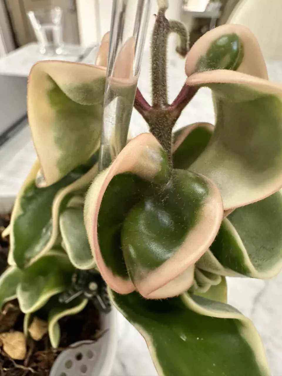 plant/0462 Hoya compacta variegated-4