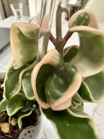 plant/0462 Hoya compacta variegated-4-thumbnail