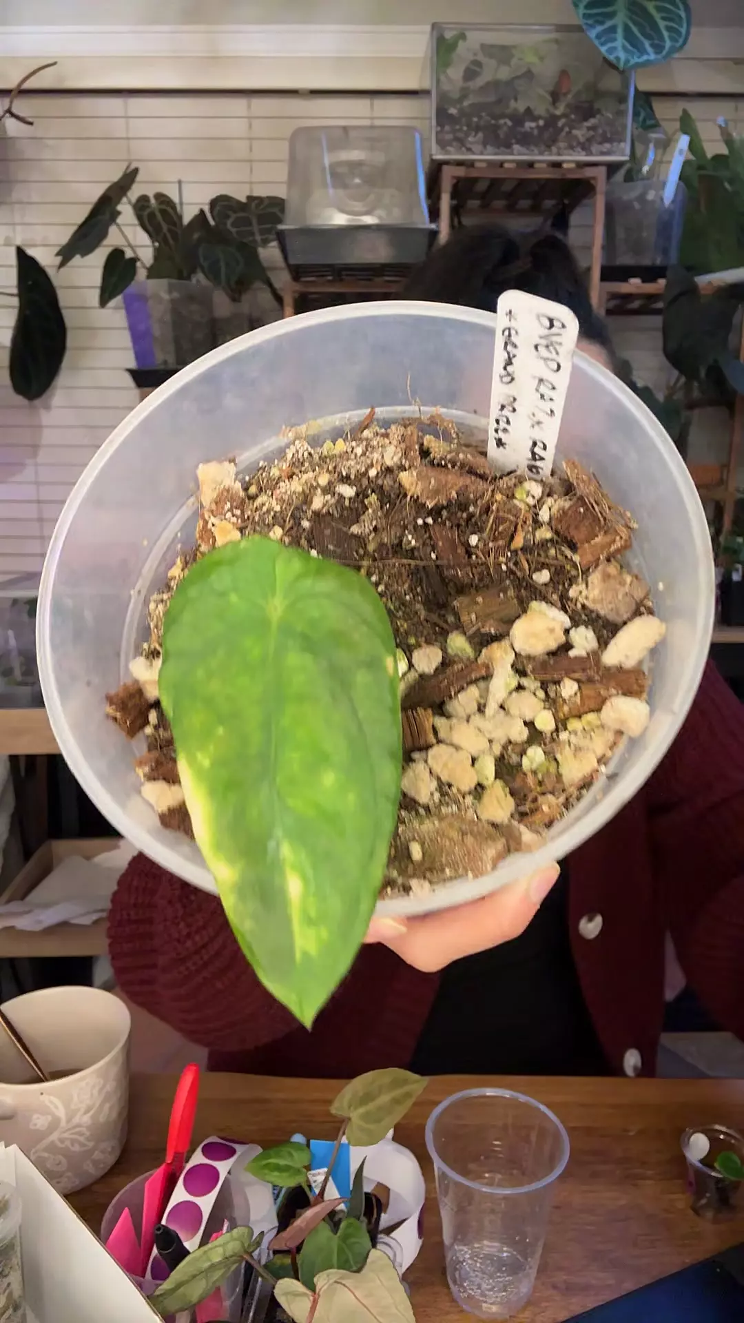 plant/Pure BVEP RA7 x RA6 scratch & ding but fatty roots-0