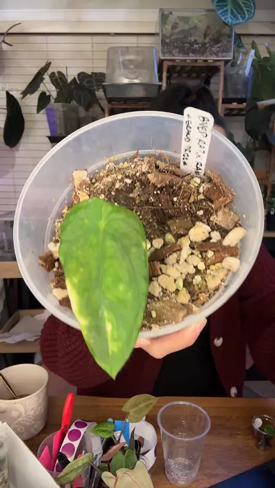 plant/Pure BVEP RA7 x RA6 scratch & ding but fatty roots-0-thumbnail