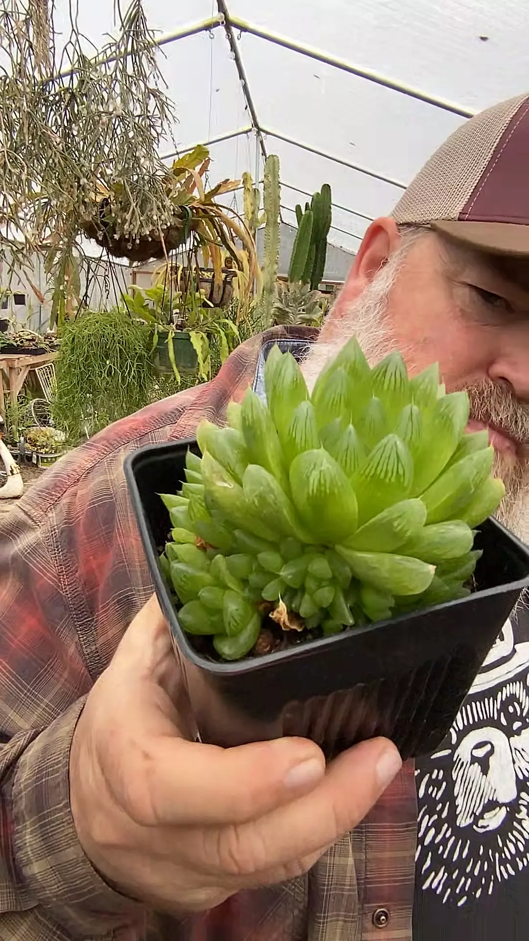 plant/Haworthia Cooperi 5”-0