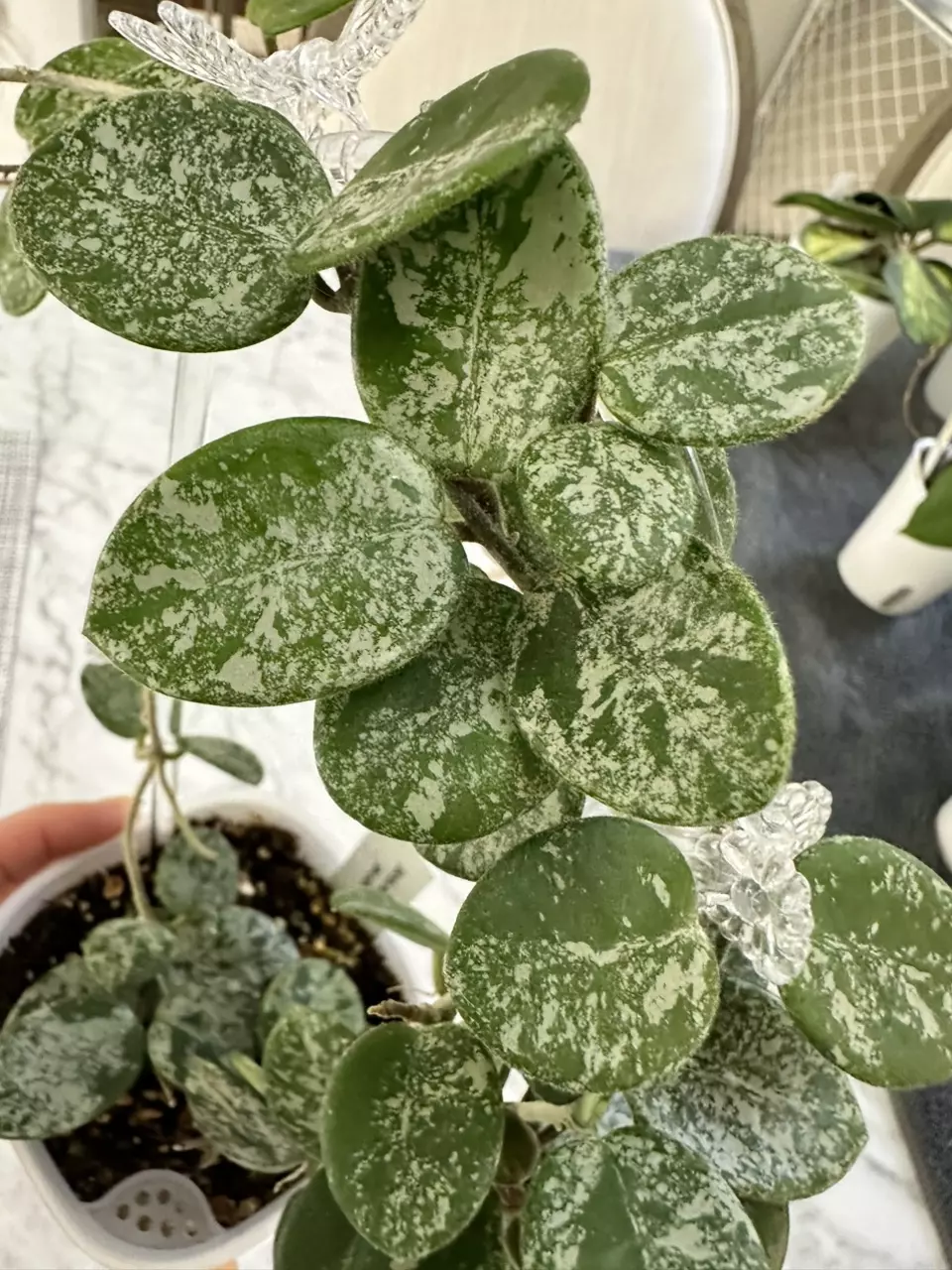 plant/0466 Hoya mathilde splash-1