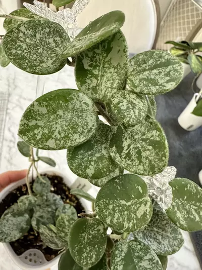 plant/0466 Hoya mathilde splash-1-thumbnail