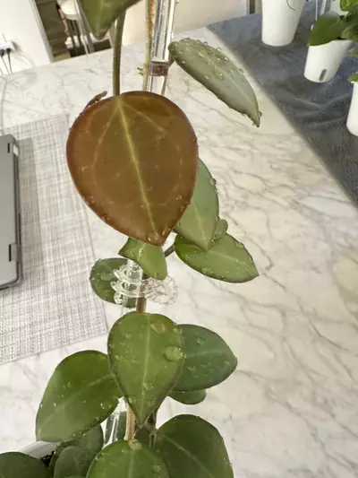 plant/0459 Hoya ‘Aramelon’ (UPT012)-4-thumbnail