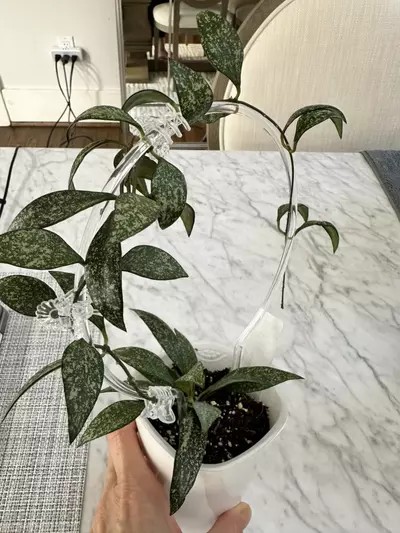 plant/0464 Hoya parviflora ‘Tala’ (UPT006)-0-thumbnail