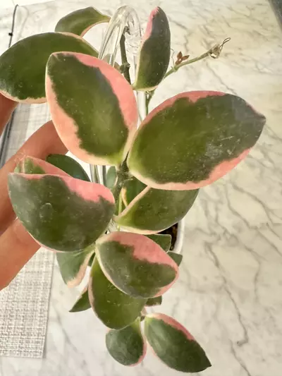 plant/0461 Hoya incurvula ‘Palta’-2-thumbnail