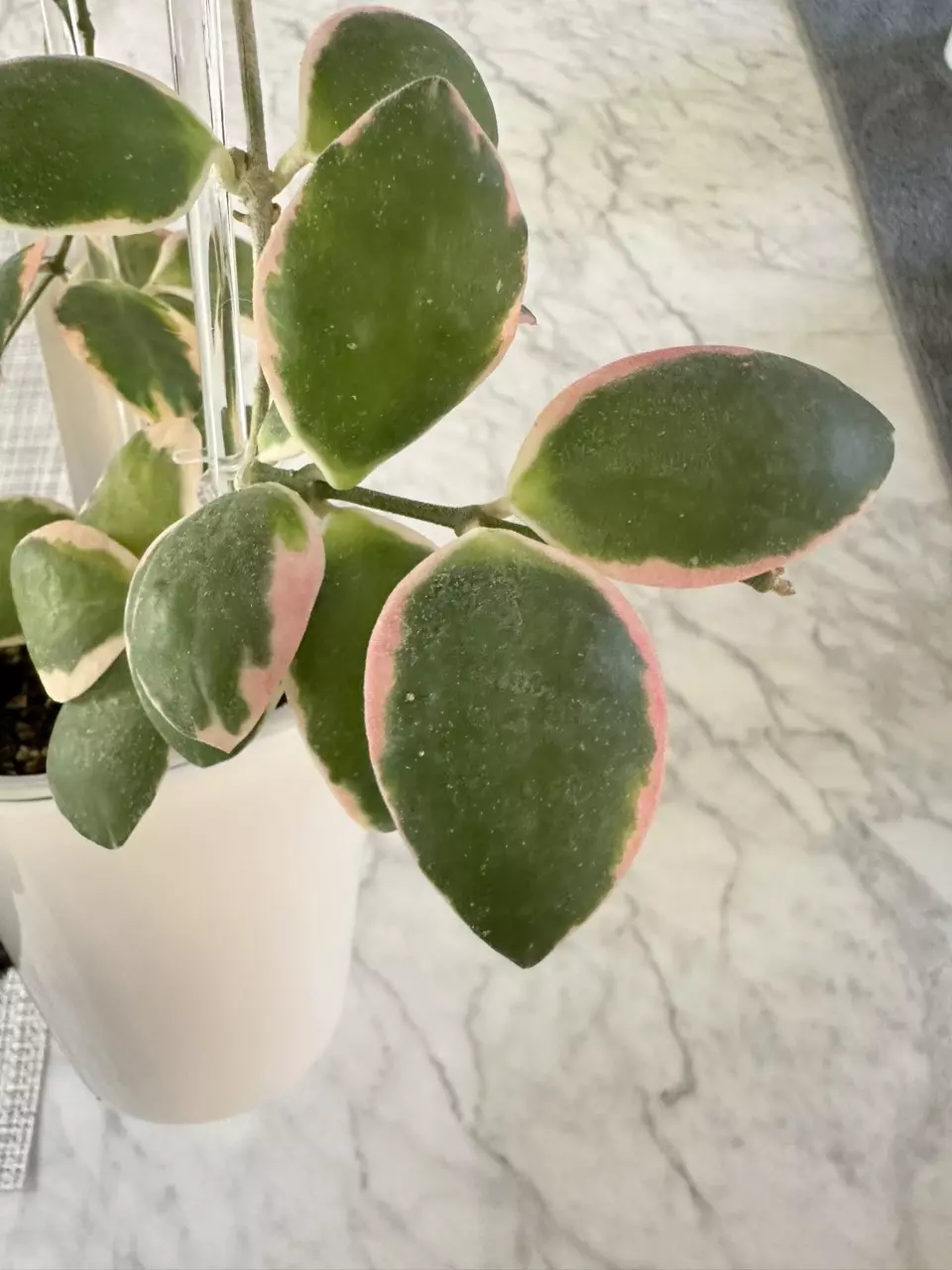 plant/0461 Hoya incurvula ‘Palta’-1