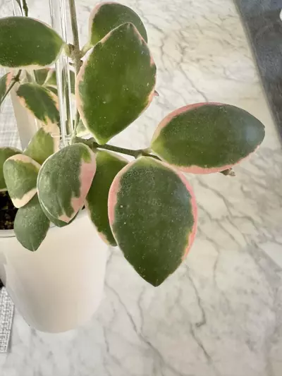 plant/0461 Hoya incurvula ‘Palta’-1-thumbnail