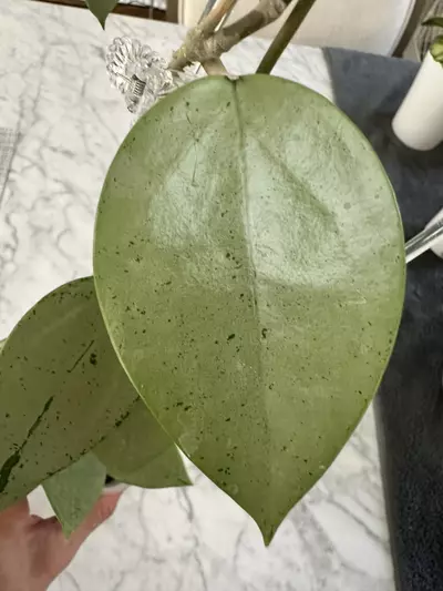 plant/0191 Hoya verticillata heart leaf silver-1-thumbnail