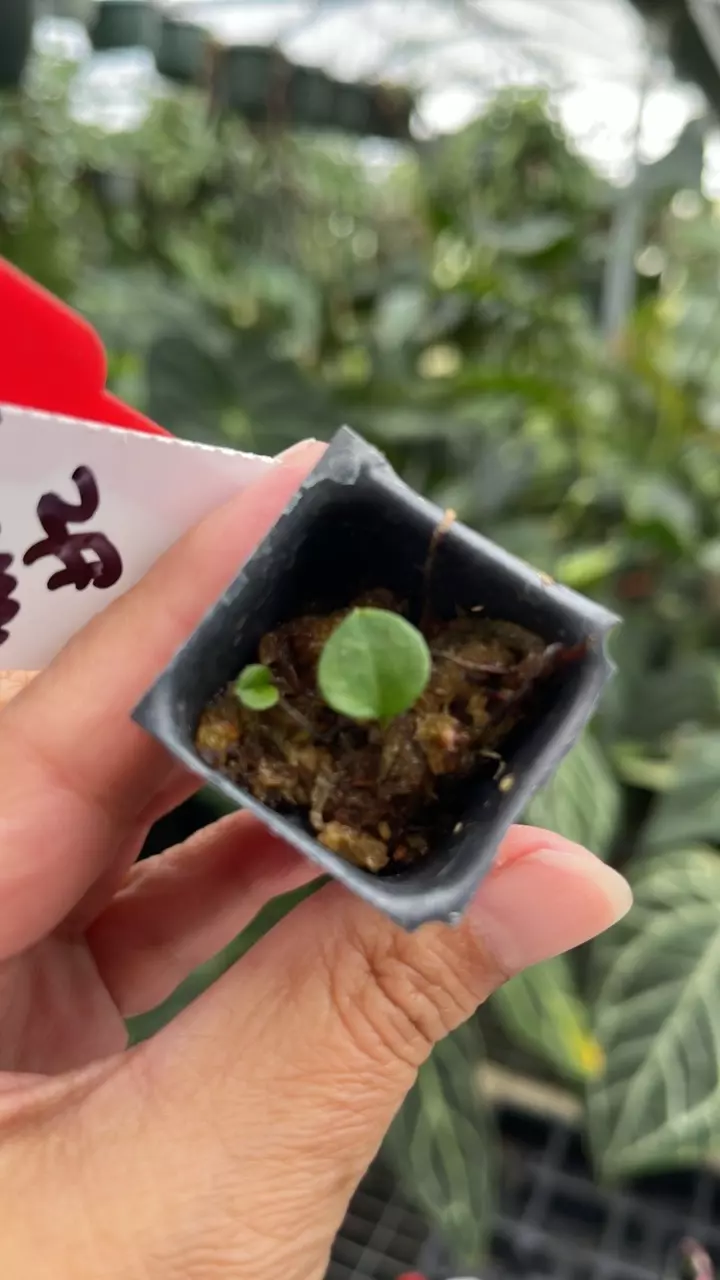 plant/R94 KOS #1 x Wonderboy #2-0