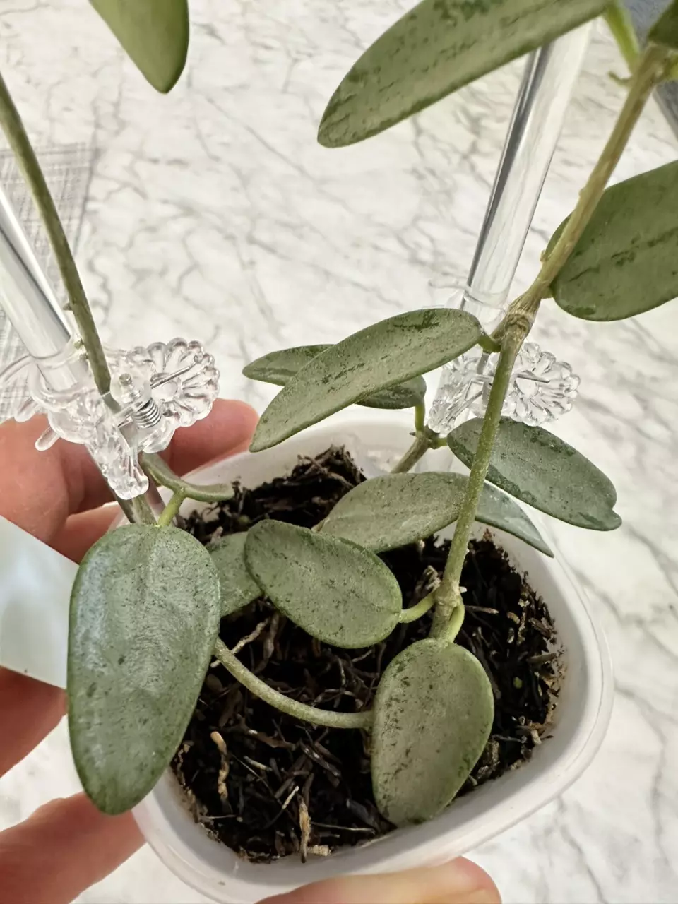 plant/0467 Hoya lima silver-1