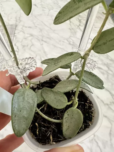 plant/0467 Hoya lima silver-1-thumbnail