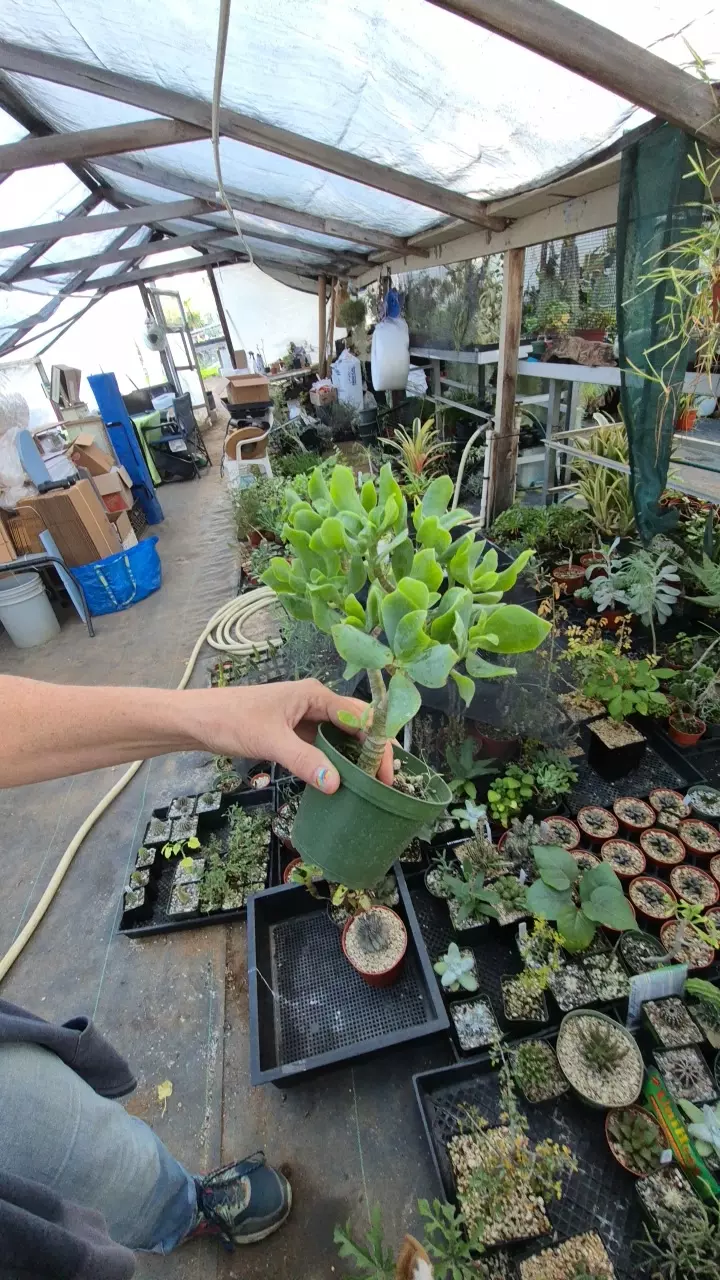 plant/crassula 'blue waves'-0