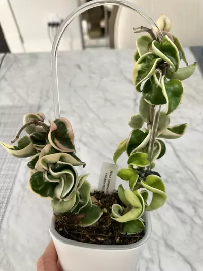 plant/0462 Hoya compacta variegated-0-thumbnail